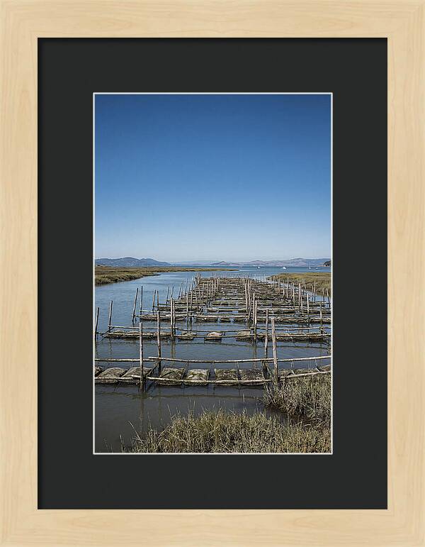 Oyster Bed Living Structure