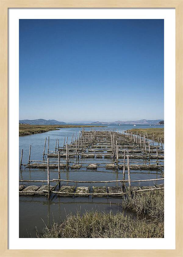 Oyster Bed Living Structure