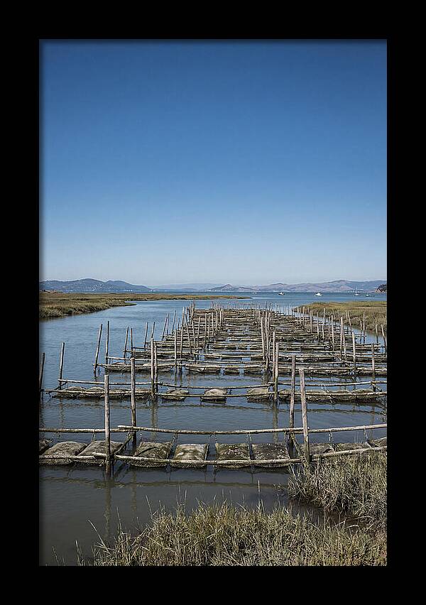 Oyster Bed Living Structure