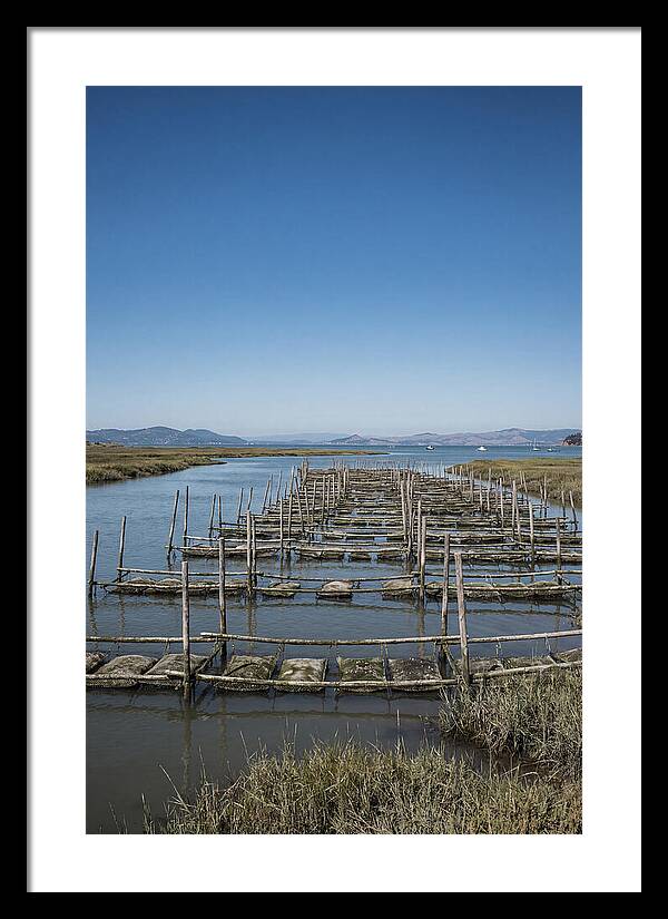 Oyster Bed Living Structure