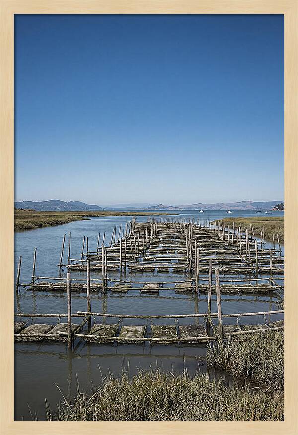 Oyster Bed Living Structure