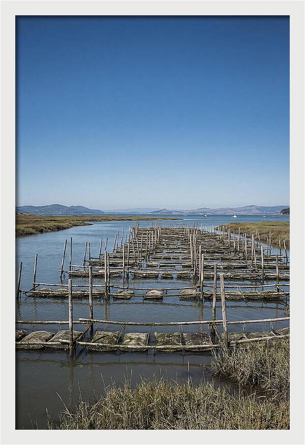 Oyster Bed Living Structure