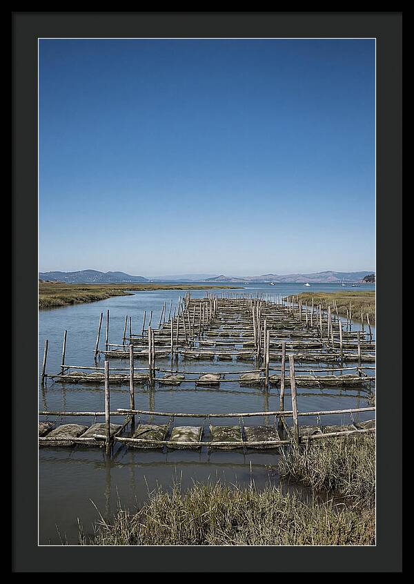 Oyster Bed Living Structure