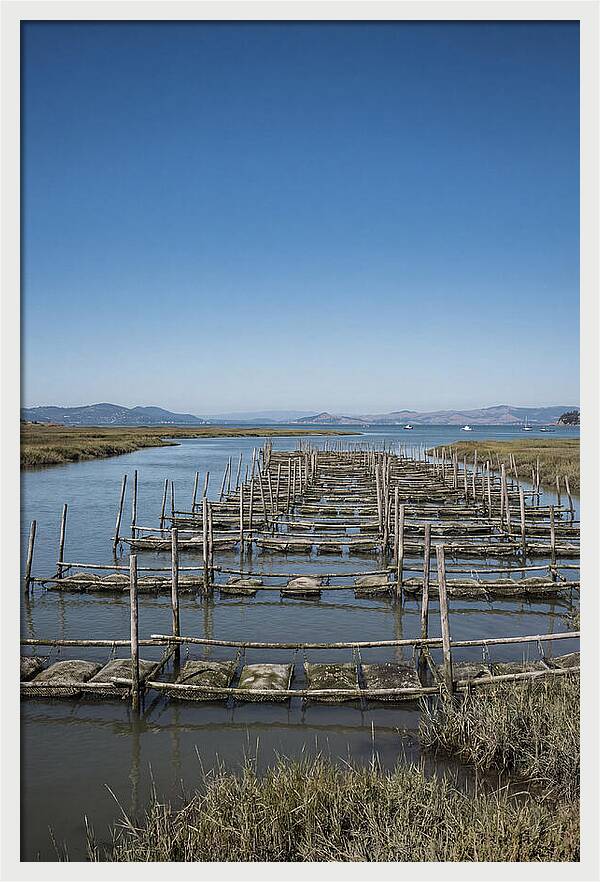 Oyster Bed Living Structure