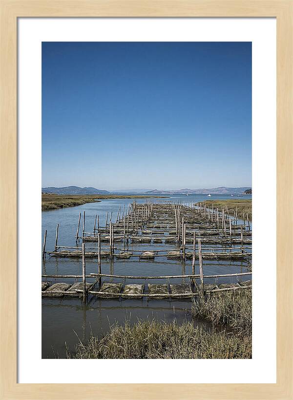 Oyster Bed Living Structure