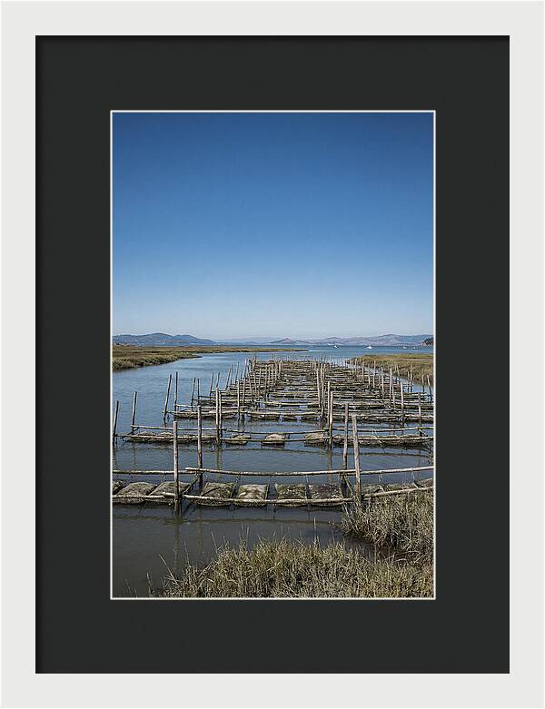Oyster Bed Living Structure