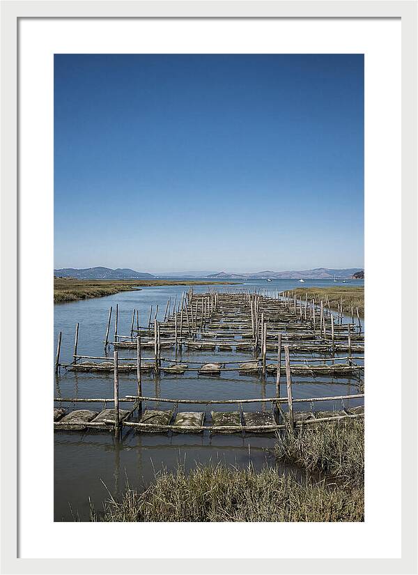 Oyster Bed Living Structure