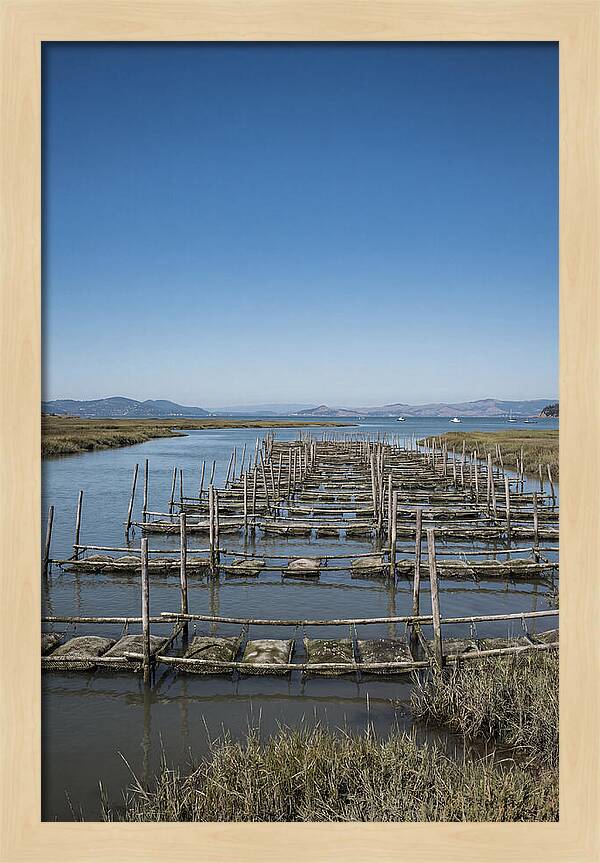 Oyster Bed Living Structure