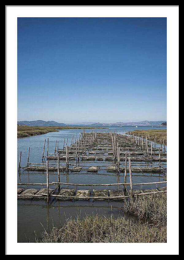 Oyster Bed Living Structure