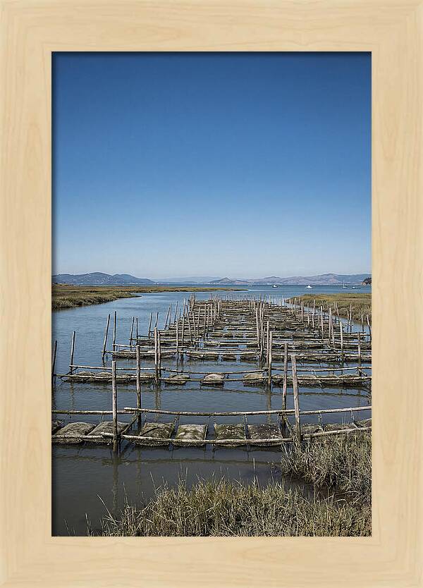 Oyster Bed Living Structure