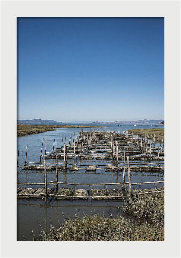 Oyster Bed Living Structure