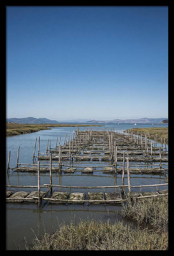 Oyster Bed Living Structure