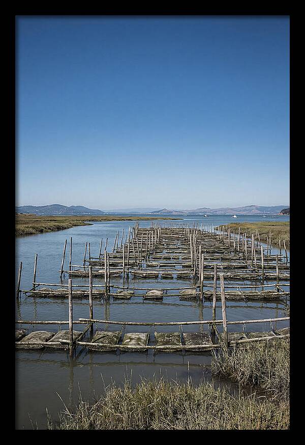 Oyster Bed Living Structure
