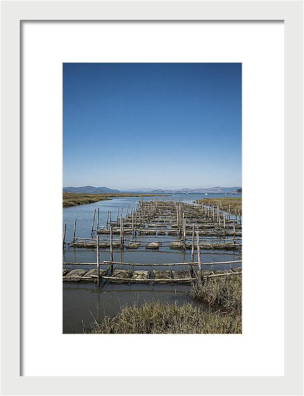 Oyster Bed Living Structure