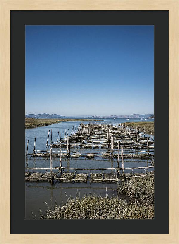 Oyster Bed Living Structure