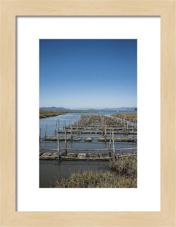 Oyster Bed Living Structure