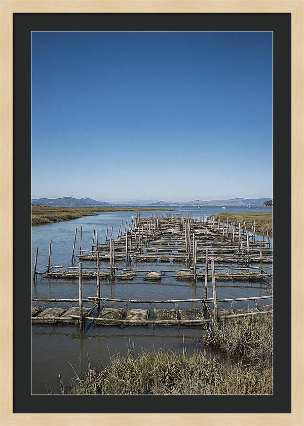 Oyster Bed Living Structure