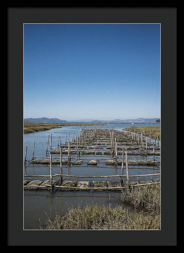 Oyster Bed Living Structure