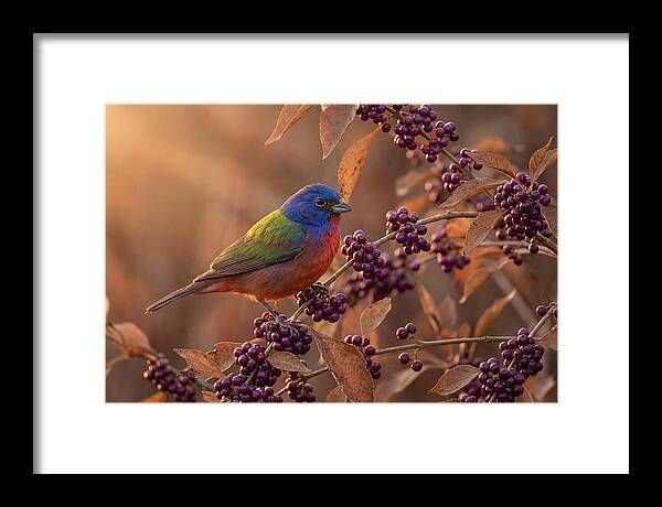 Painted Bunting Among Berries