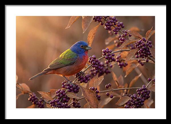 Painted Bunting Among Berries