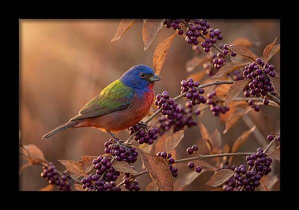 Painted Bunting Among Berries