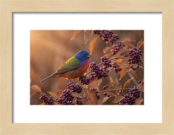 Painted Bunting Among Berries