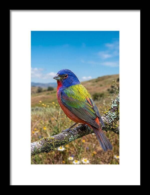 Painted Bunting In Vivid Colors