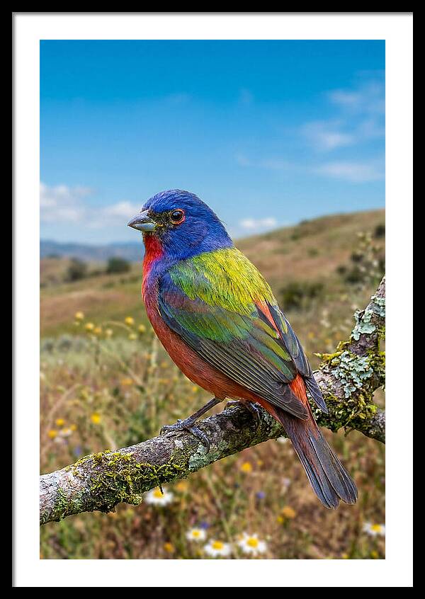 Painted Bunting In Vivid Colors