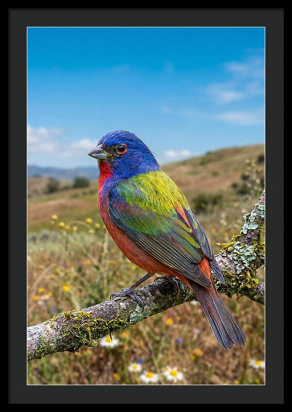 Painted Bunting In Vivid Colors