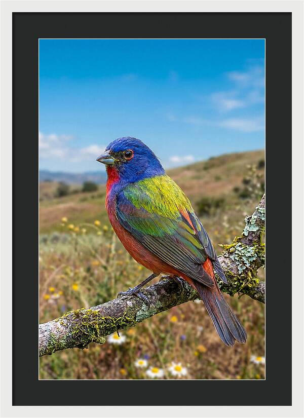 Painted Bunting In Vivid Colors