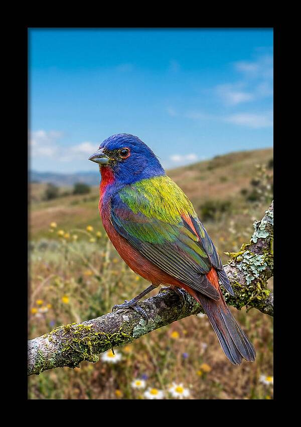 Painted Bunting In Vivid Colors
