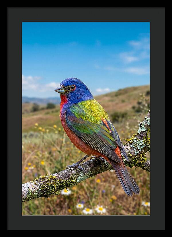 Painted Bunting In Vivid Colors