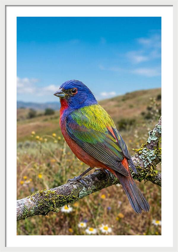 Painted Bunting In Vivid Colors