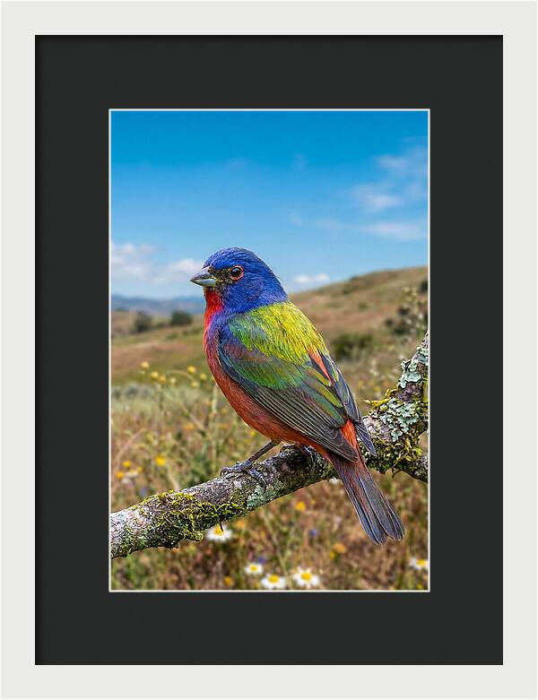 Painted Bunting In Vivid Colors
