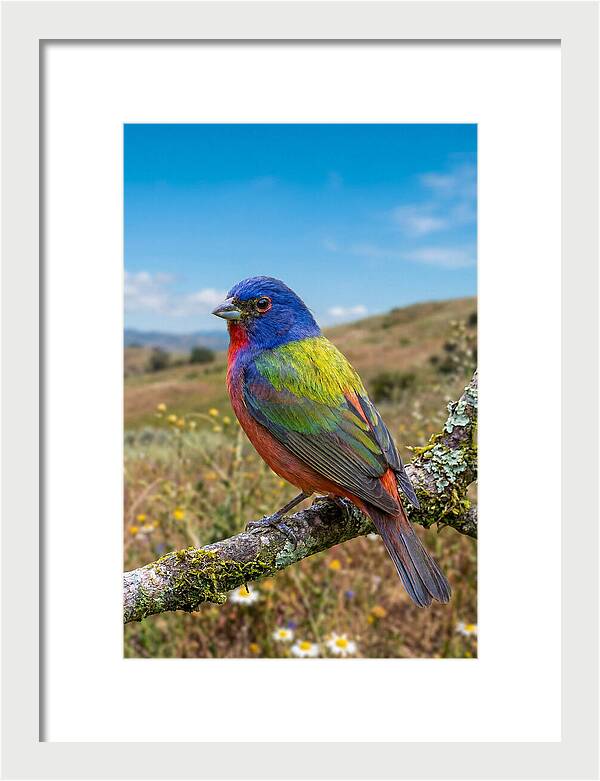 Painted Bunting In Vivid Colors