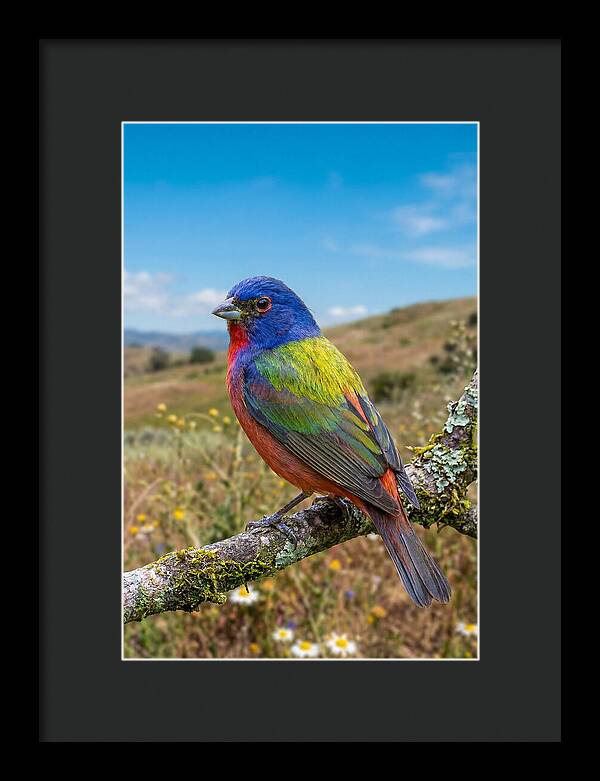 Painted Bunting In Vivid Colors