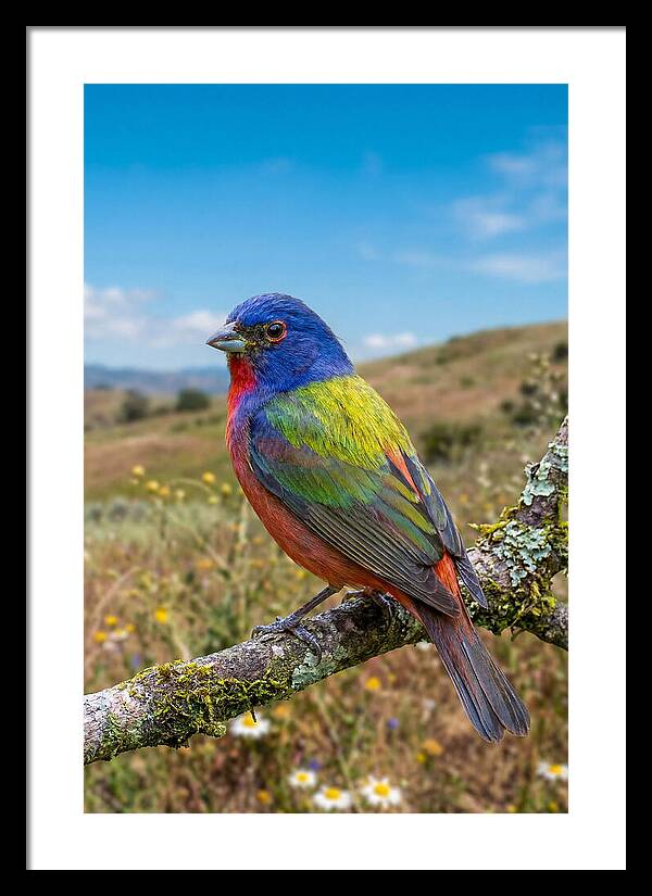 Painted Bunting In Vivid Colors