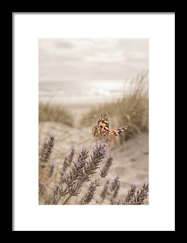 Painted Lady Butterfly On Lavender