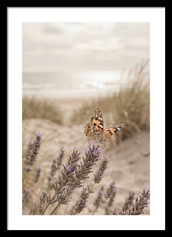 Painted Lady Butterfly On Lavender