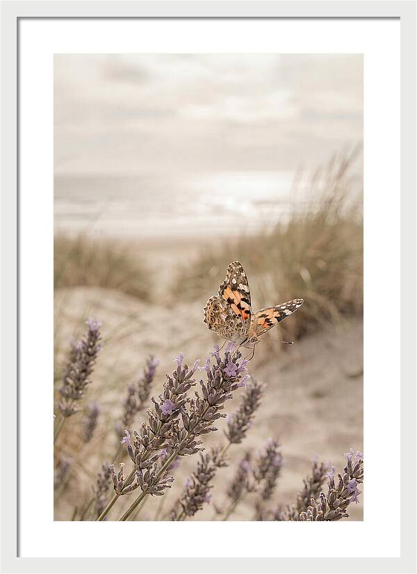Painted Lady Butterfly On Lavender