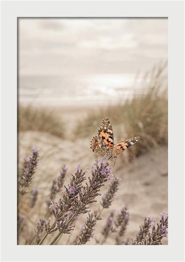 Painted Lady Butterfly On Lavender