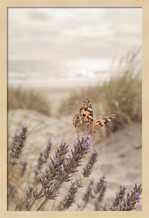 Painted Lady Butterfly On Lavender