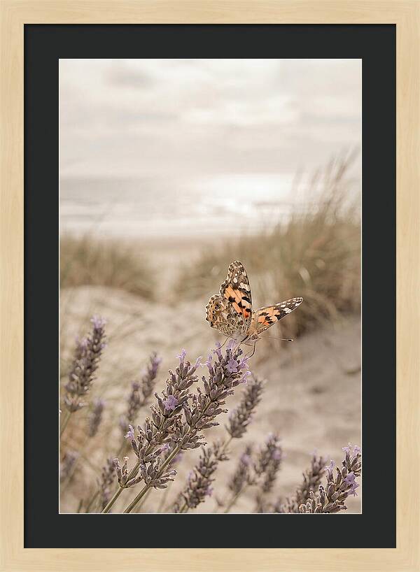 Painted Lady Butterfly On Lavender