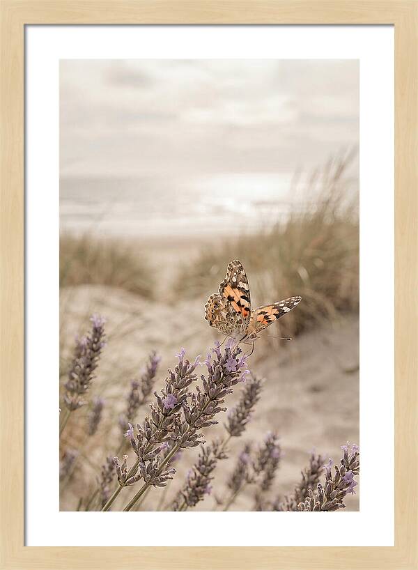 Painted Lady Butterfly On Lavender