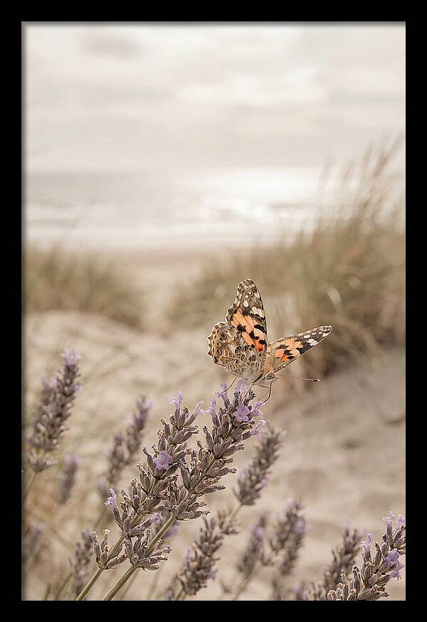 Painted Lady Butterfly On Lavender