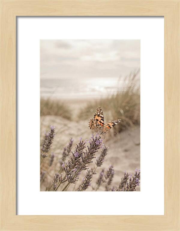 Painted Lady Butterfly On Lavender