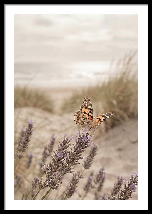 Painted Lady Butterfly On Lavender