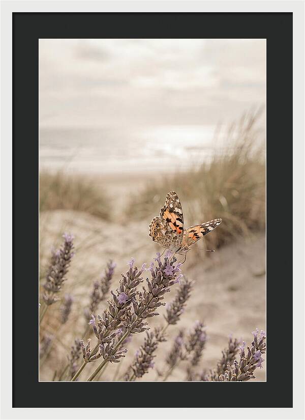 Painted Lady Butterfly On Lavender