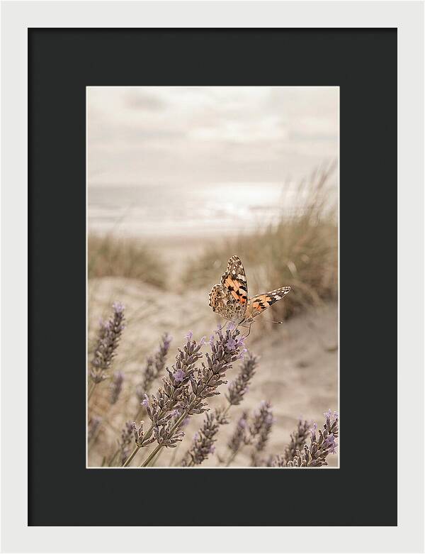 Painted Lady Butterfly On Lavender
