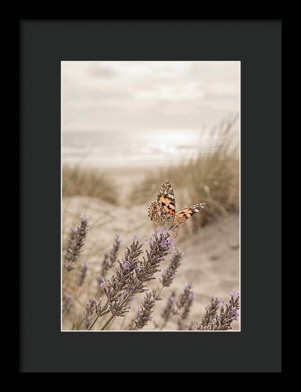 Painted Lady Butterfly On Lavender